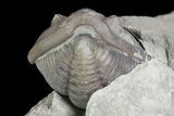 Wide, Enrolled Flexicalymene Trilobite In Shale - Ohio #67665-1